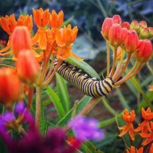 Managing the 5 Elements on the Farm Image